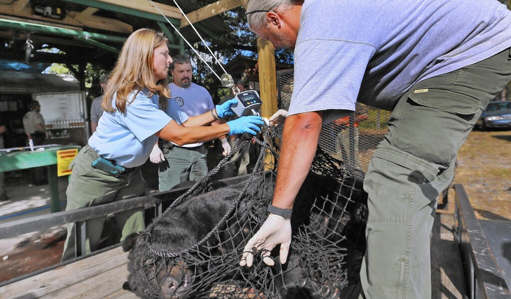 A mitad de la caza de osos en Florida, los funcionarios estatales no dicen cuántos osos hay muertos