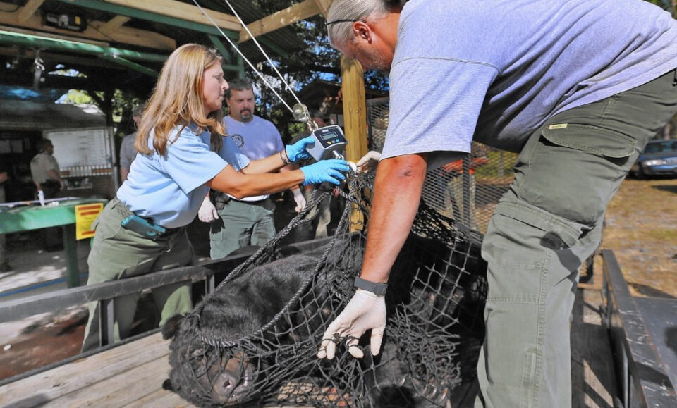 A mitad de la caza de osos en Florida, los funcionarios estatales no dicen cuántos osos hay muertos