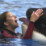 SeaWorld anuncia la muerte de la orca Katina, de 50 años