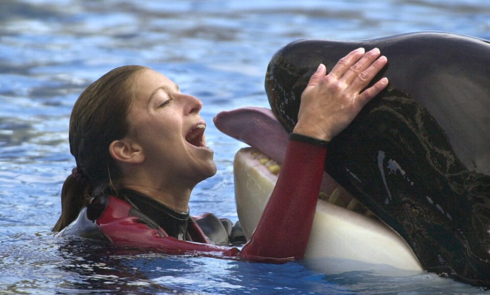 SeaWorld anuncia la muerte de la orca Katina, de 50 años