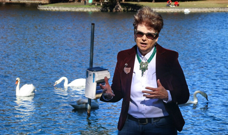 12 cisnes encontrados muertos en el parque Lake Eola de Orlando, se sospecha gripe aviar