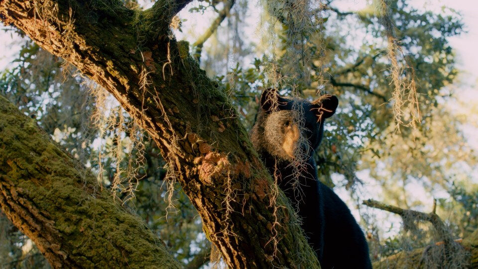 El estado dice que 52 osos murieron en cacería en Florida, menos de lo esperado
