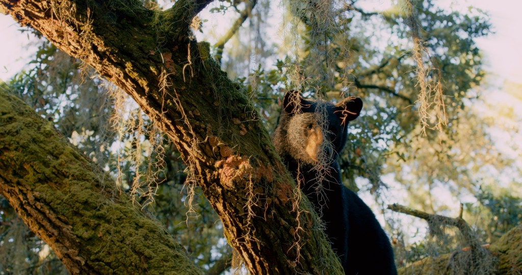 El estado dice que 52 osos murieron en cacería en Florida, menos de lo esperado
