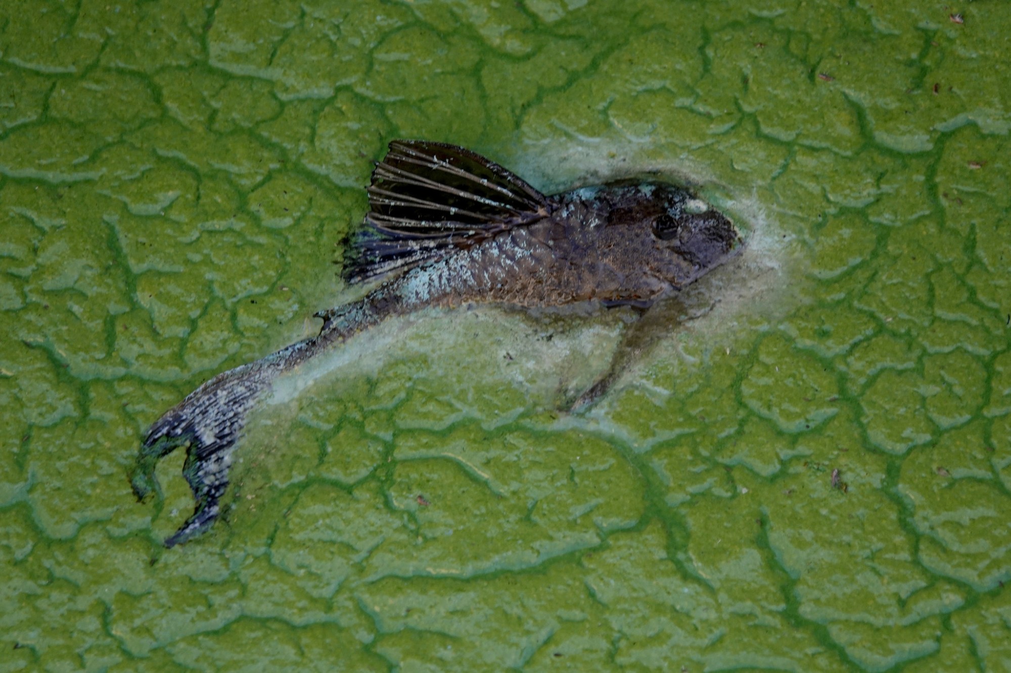 Un pez flotando en una floración de algas en el lago Okeechobee cerca del puerto deportivo de Pahokee el 26 de abril de 2021.
