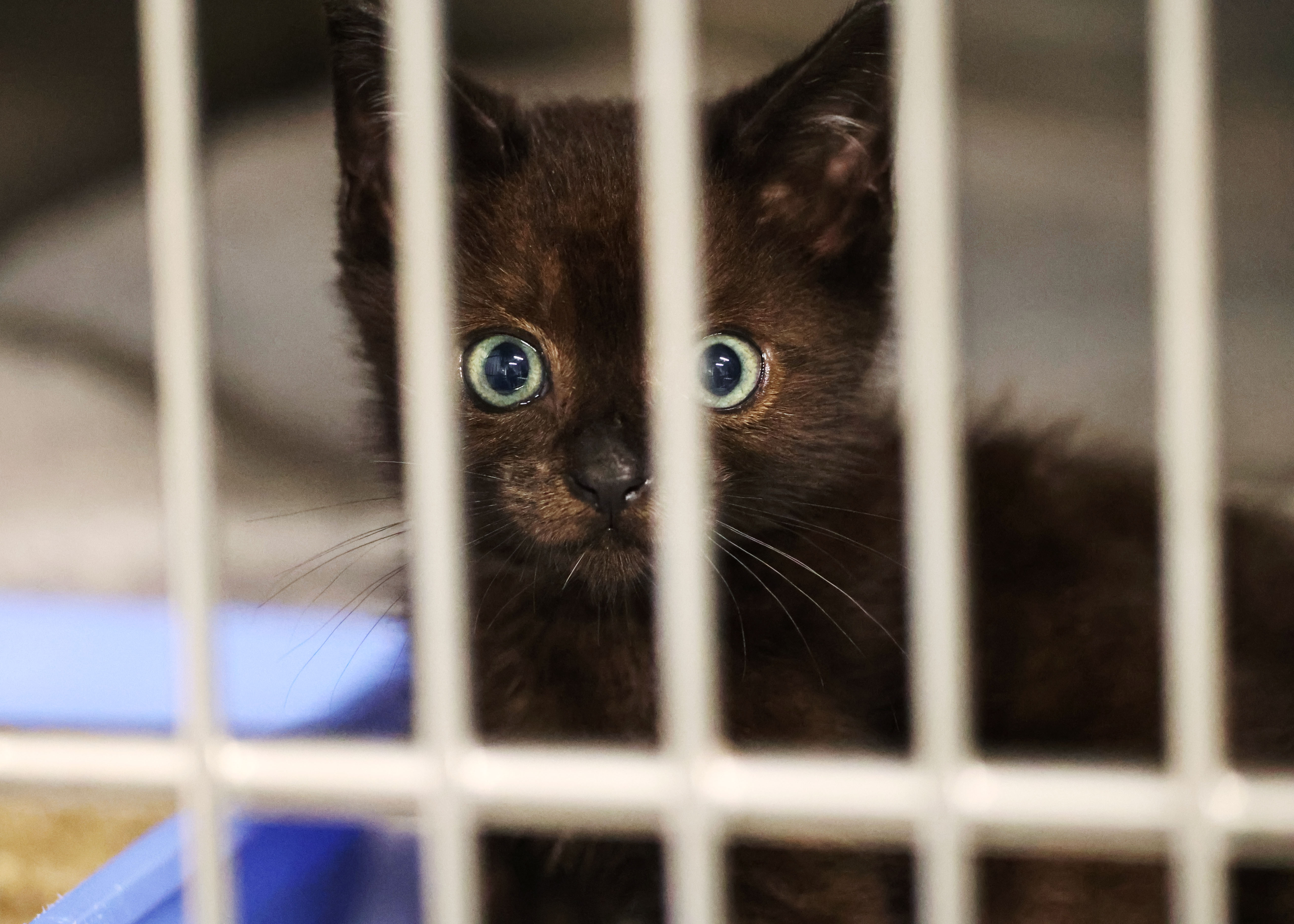 Pet Alliance of Greater Orlando cuida de miles de mascotas que necesitan buenos hogares. (Ricardo Ramirez Buxeda/ Orlando Sentinel)