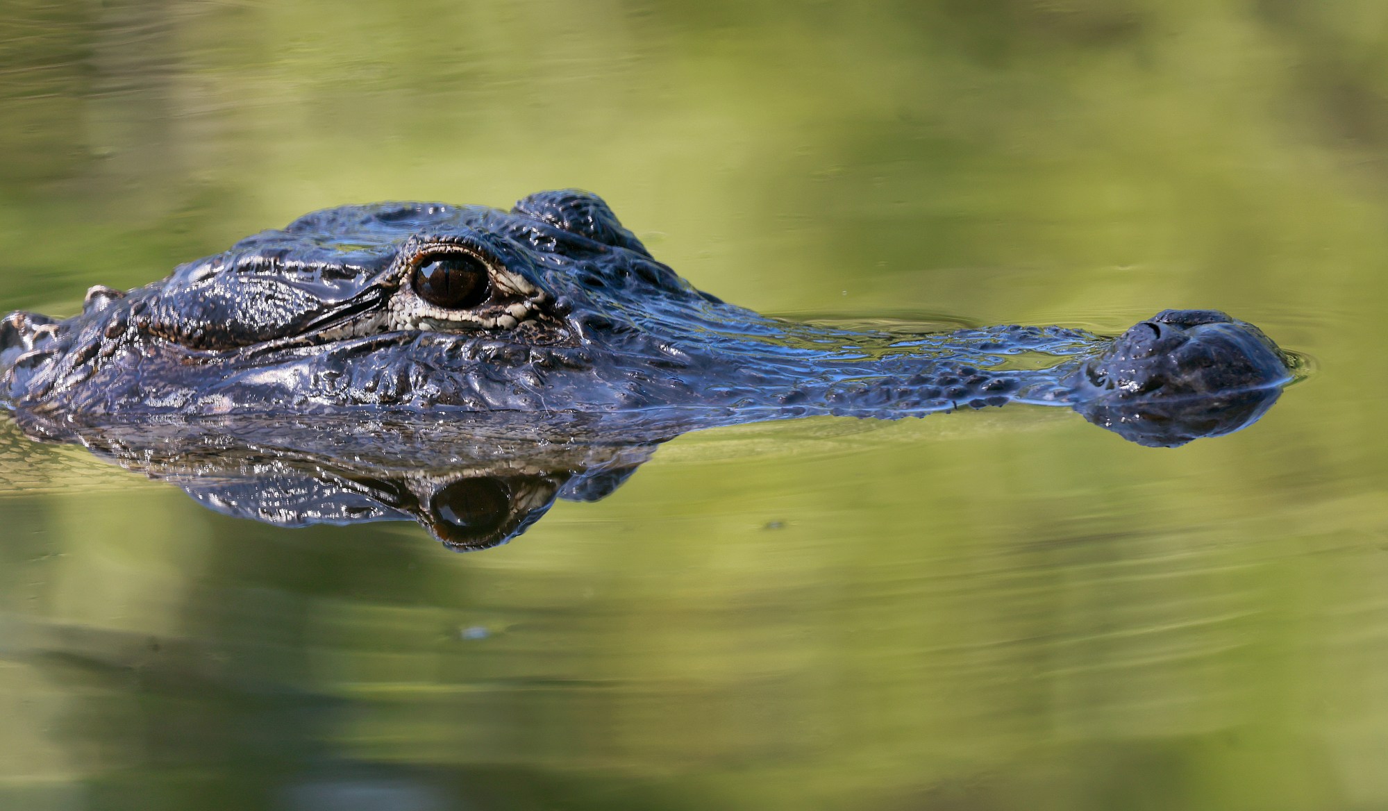 Un caimán flota mientras Jeff Corwin, anfitrión de Wildlife Nation, pesca peces invasores en los Everglades el sábado 20 de abril de 2024. Corwin participaba en el 5.° Torneo Anual de Pesca para la Eliminación de los Invasores del Pantano presentado por la tribu Miccosukee de indios de Florida (Mike Stocker/South Florida Sun Sentinel)