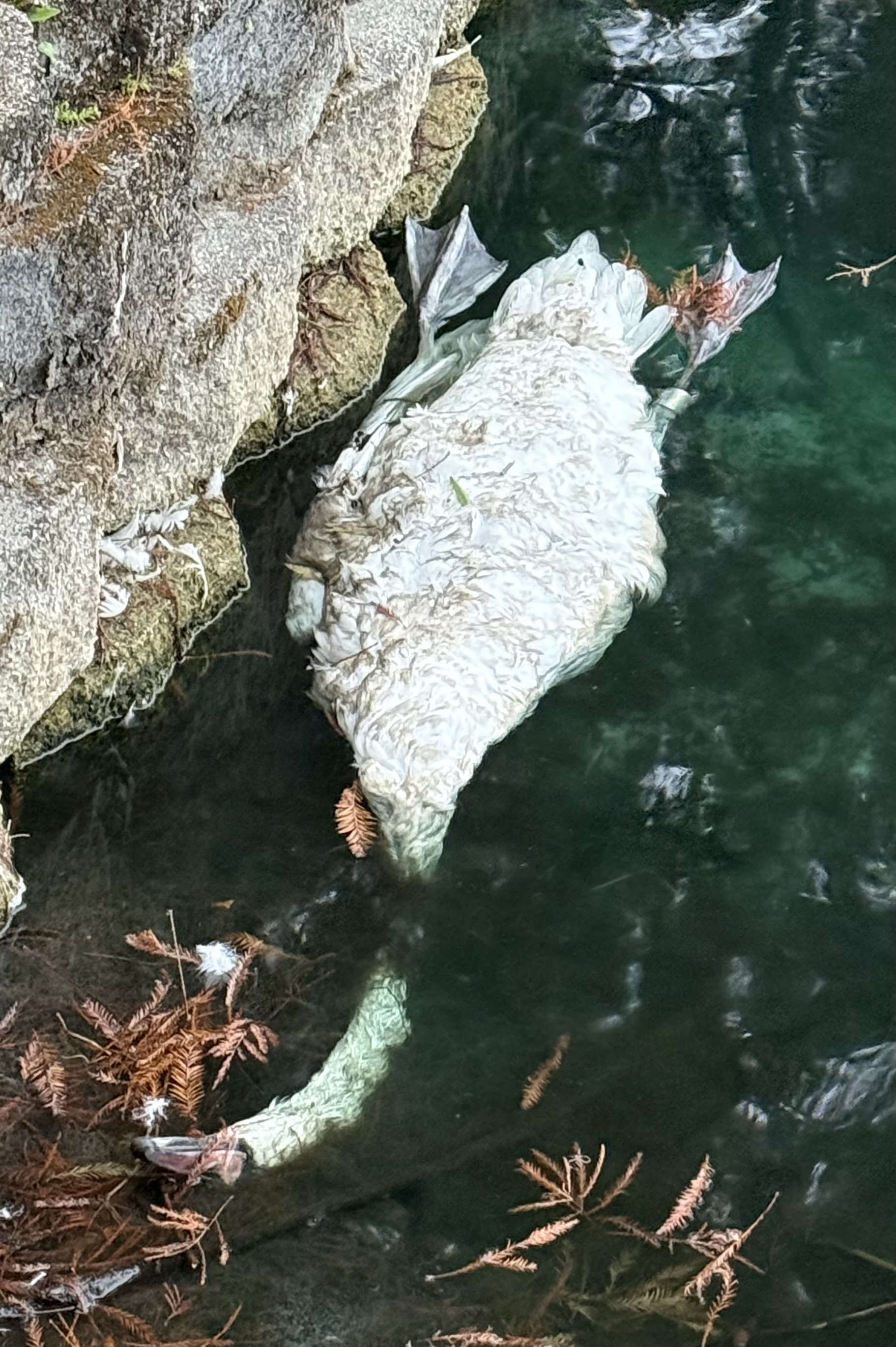 Un cisne muerto aparece flotando en el lago Eola en...