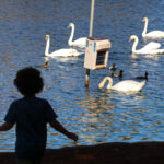Menos cisnes muertos en el lago Eola de lo que se pensaba, mientras Orlando espera las necropsias