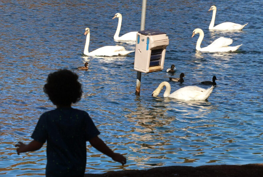 Menos cisnes muertos en el lago Eola de lo que se pensaba, mientras Orlando espera las necropsias