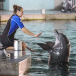 La vida después de Winter, el delfín en Clearwater, un cuento de acuario
