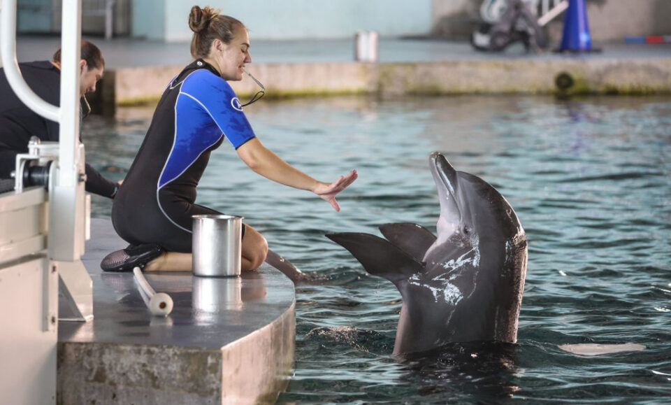 La vida después de Winter, el delfín en Clearwater, un cuento de acuario