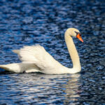 Orlando confirma que la gripe aviar es la culpable de la muerte de cisnes del lago Eola y el número de víctimas asciende a 19
