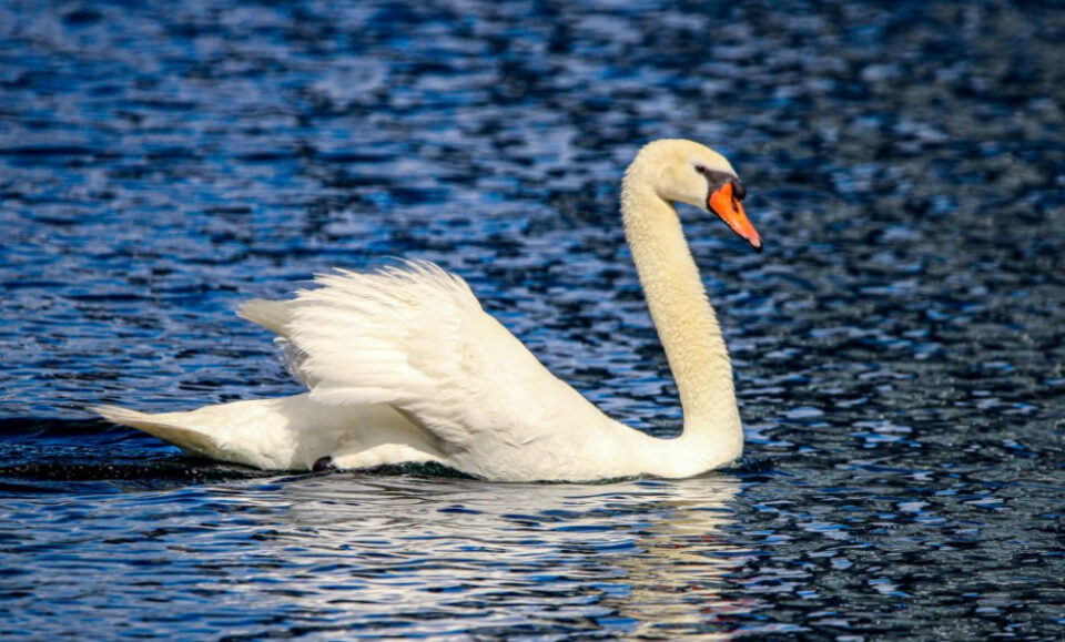 Orlando confirma que la gripe aviar es la culpable de la muerte de cisnes del lago Eola y el número de víctimas asciende a 19