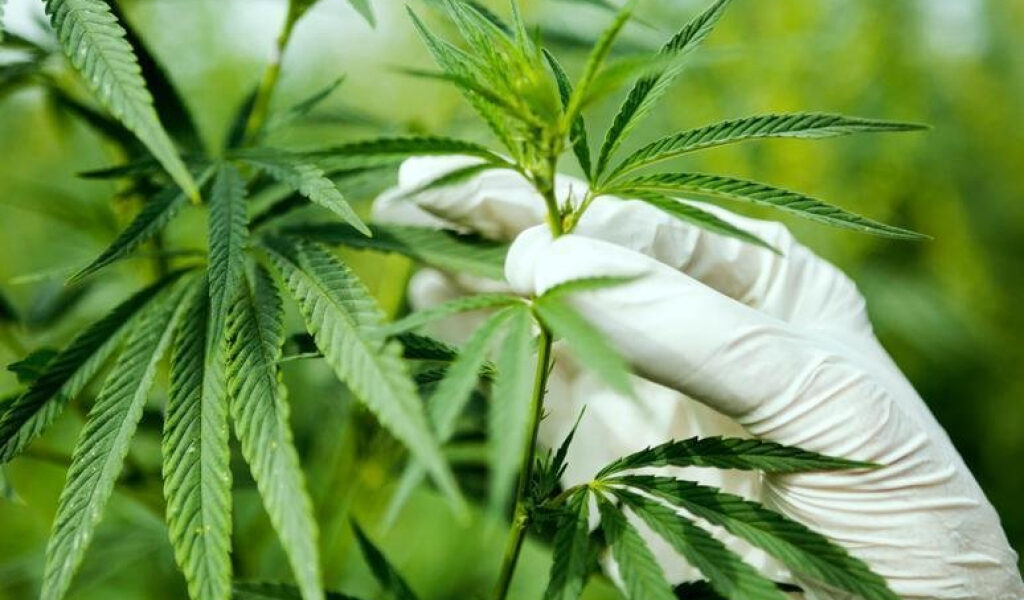 Uthmeier y grupos empresariales instan a la Corte Suprema a rechazar la propuesta sobre la marihuana