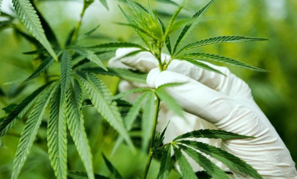 Uthmeier y grupos empresariales instan a la Corte Suprema a rechazar la propuesta sobre la marihuana