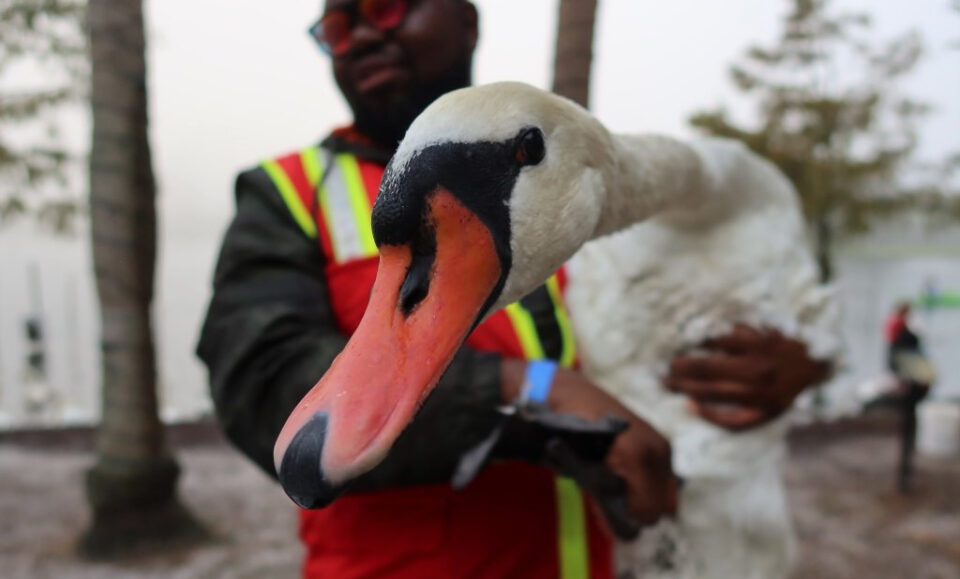 El veterinario de cisnes del lago Eola espera que lo peor del brote de gripe aviar haya pasado mientras el recuento de muertes llega a 20