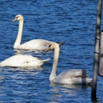 El número de muertes por gripe aviar aumenta a 32 aves en el lago Eola de Orlando, incluidos 26 cisnes