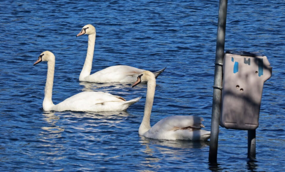 El número de muertes por gripe aviar aumenta a 32 aves en el lago Eola de Orlando, incluidos 26 cisnes