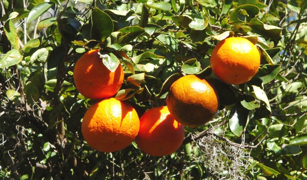 La industria de los cítricos de Florida va camino de otra cosecha récord