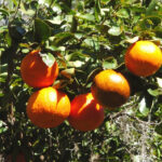 La industria de los cítricos de Florida va camino de otra cosecha récord