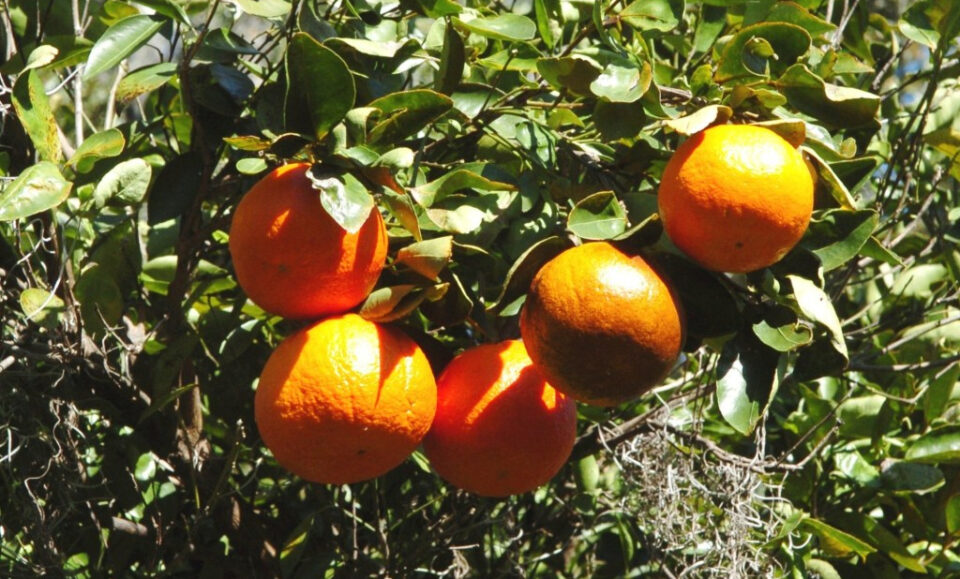 La industria de los cítricos de Florida va camino de otra cosecha récord