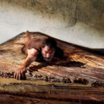 ‘El hombre menguante’ nos encoge el corazón: Del drama familiar al desafío del cine de aventuras