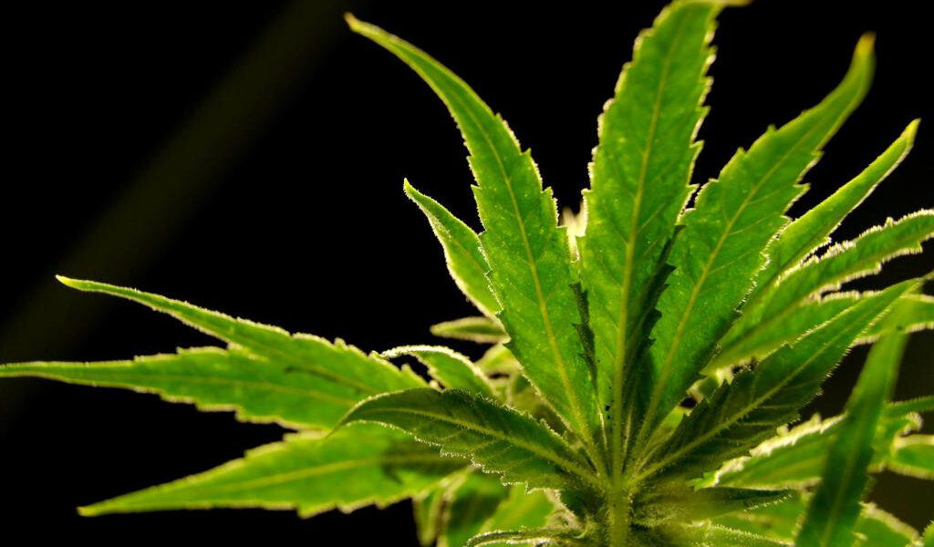 La orden de la agencia DeSantis a los supervisores electorales podría dañar el esfuerzo del referéndum sobre la marihuana en Florida