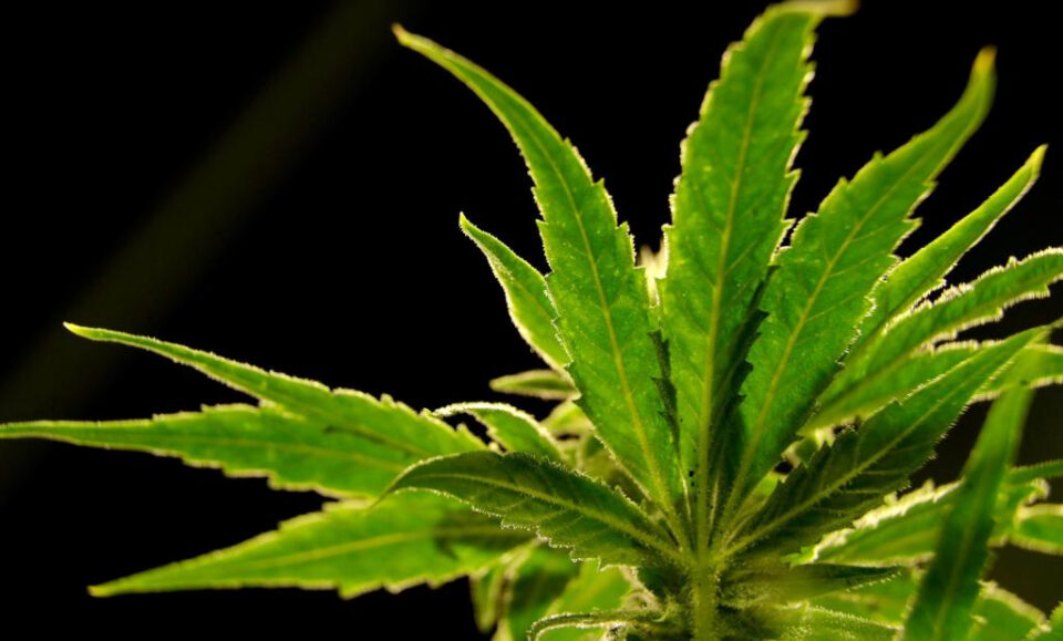 La orden de la agencia DeSantis a los supervisores electorales podría dañar el esfuerzo del referéndum sobre la marihuana en Florida