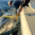 Niño grande: el gran tiburón blanco macho más grande registrado regresa a aguas de Florida