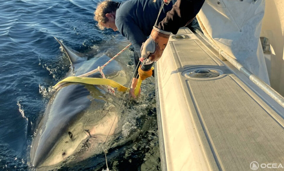 Niño grande: el gran tiburón blanco macho más grande registrado regresa a aguas de Florida