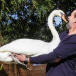 Petición insta a Orlando a proteger a los cisnes del lago Eola mientras la ciudad dice que está «reevaluando» el programa