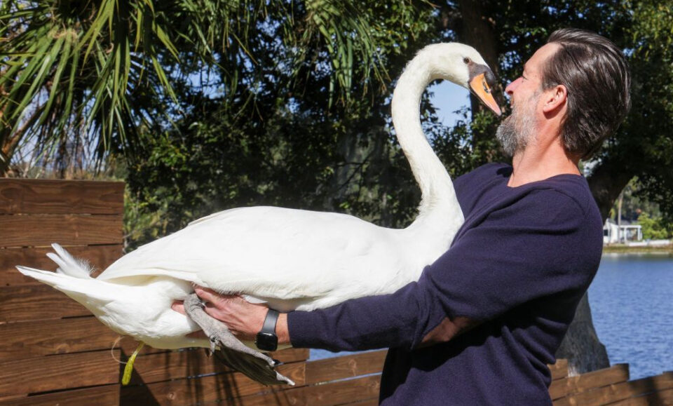 Petición insta a Orlando a proteger a los cisnes del lago Eola mientras la ciudad dice que está «reevaluando» el programa