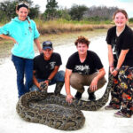 ‘¡Es más grande de lo que pensaba!’ Hunter atrapa una pitón monstruosa de 202 libras, la segunda más pesada en la historia de Florida
