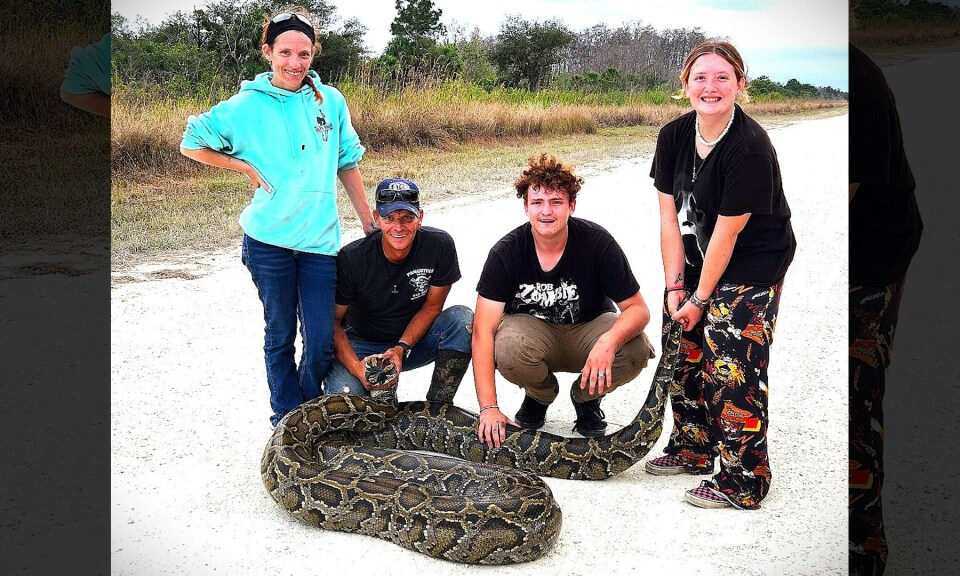 ‘¡Es más grande de lo que pensaba!’ Hunter atrapa una pitón monstruosa de 202 libras, la segunda más pesada en la historia de Florida