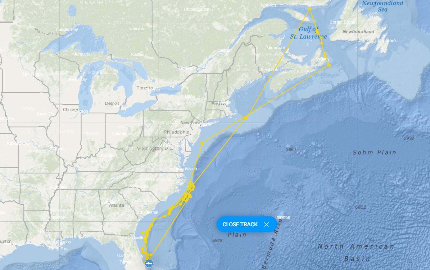 Este mapa muestra el viaje, en amarillo, de Contender, un gran tiburón blanco de 13 pies y 9 pulgadas, mientras viajó más de 5,300 millas durante el año pasado antes de regresar a las aguas de Florida. (Cortesía del Ocearch)