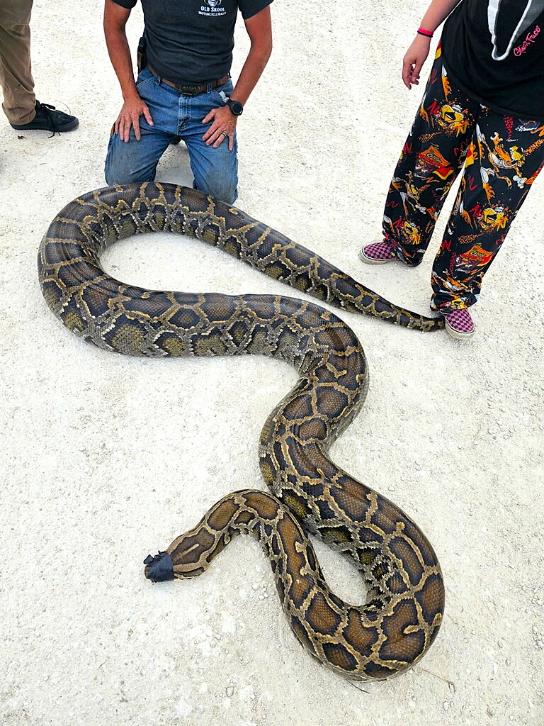 Carl Jackson se arrodilla en un camino de tierra con una pitón birmana hembra de 16 pies, 10 pulgadas y 202 libras que atrapó en la Reserva Nacional Big Cypress. (Cortesía de Carl Jackson)