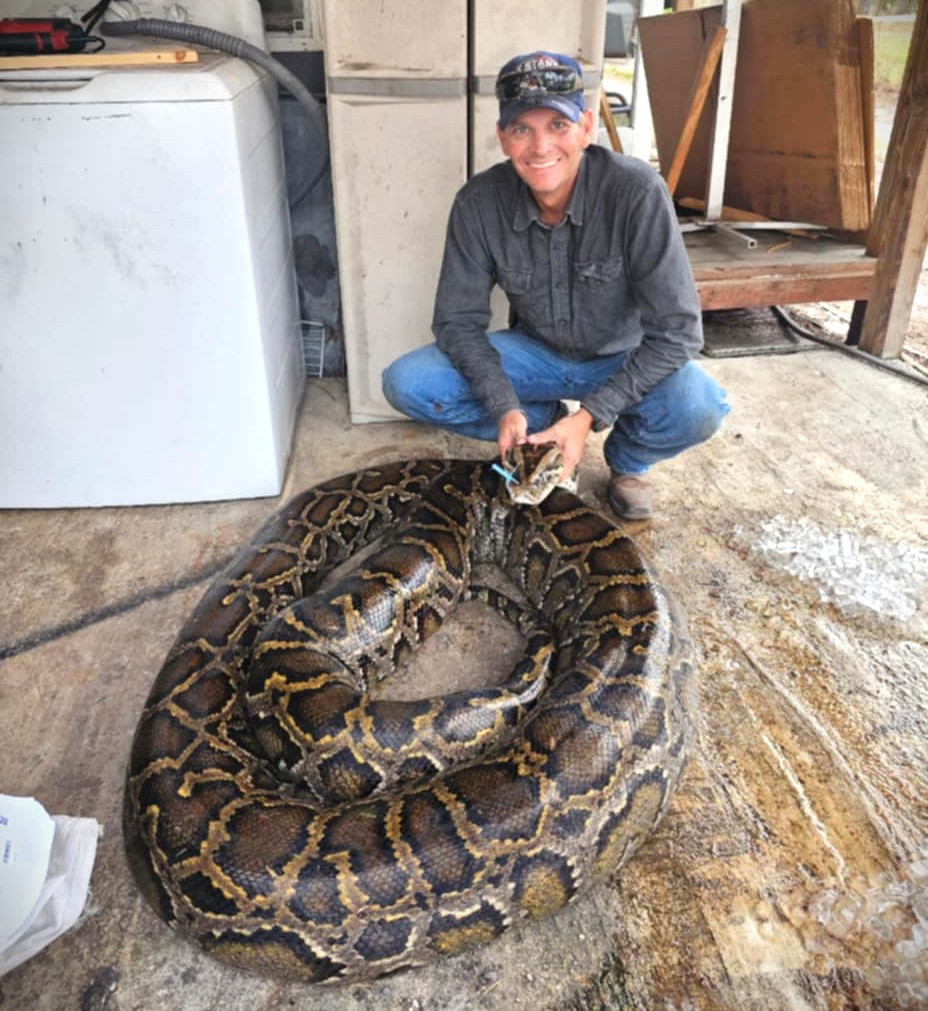 Carl Jackson posa con una pitón birmana hembra de 16 pies, 10 pulgadas y 202 libras que atrapó en la Reserva Nacional Big Cypress. (Cortesía de Carl Jackson)