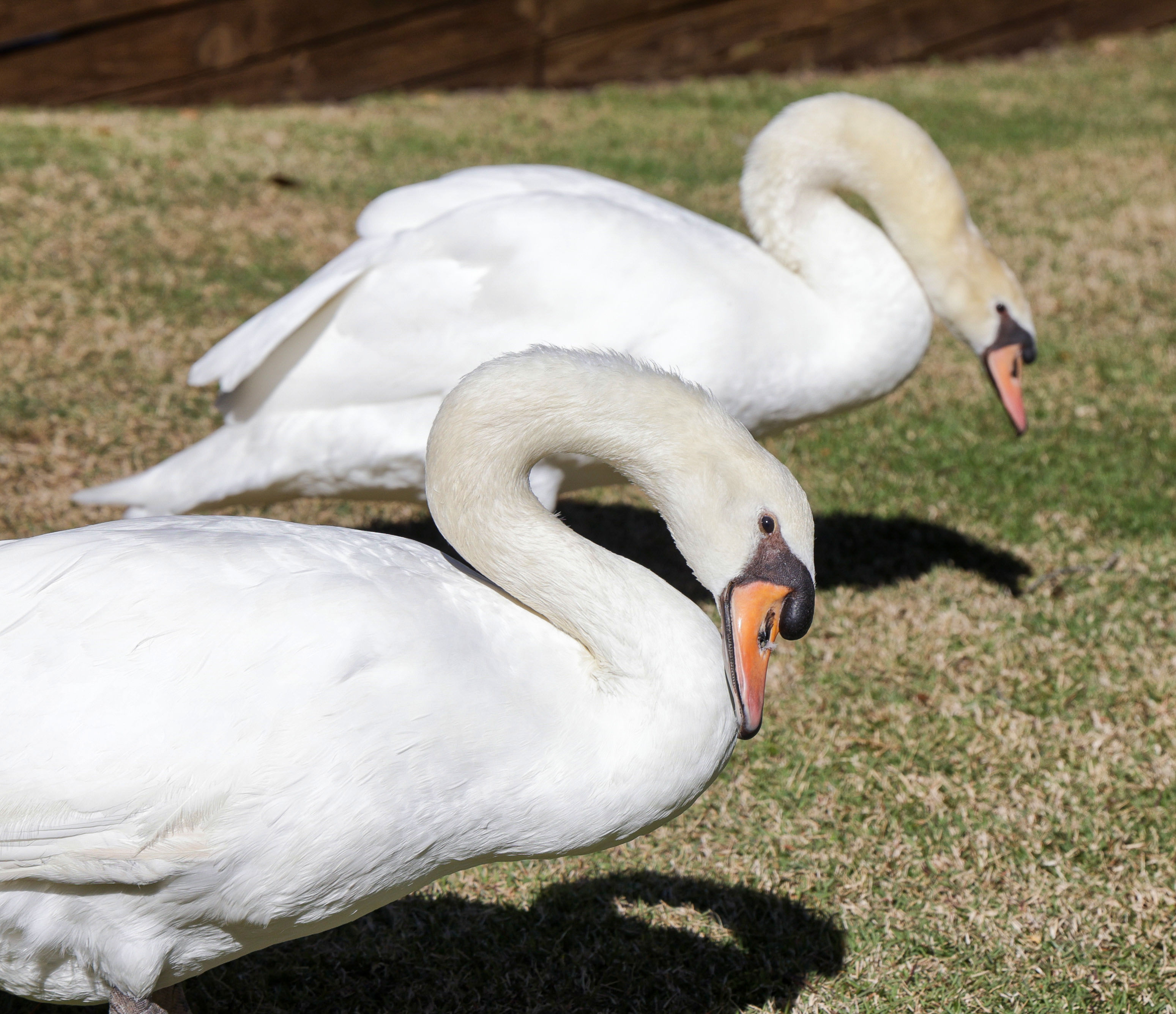 Lola y Angel, los cisnes rescatados como mascotas de Andrew Marshall, en su casa de Orlando, el jueves 20 de enero de 2026. Marshall es un veterano defensor de los cisnes y el voluntario principal del programa de cisnes de la ciudad de Orlando. (Joe Burbank/Orlando Sentinel)