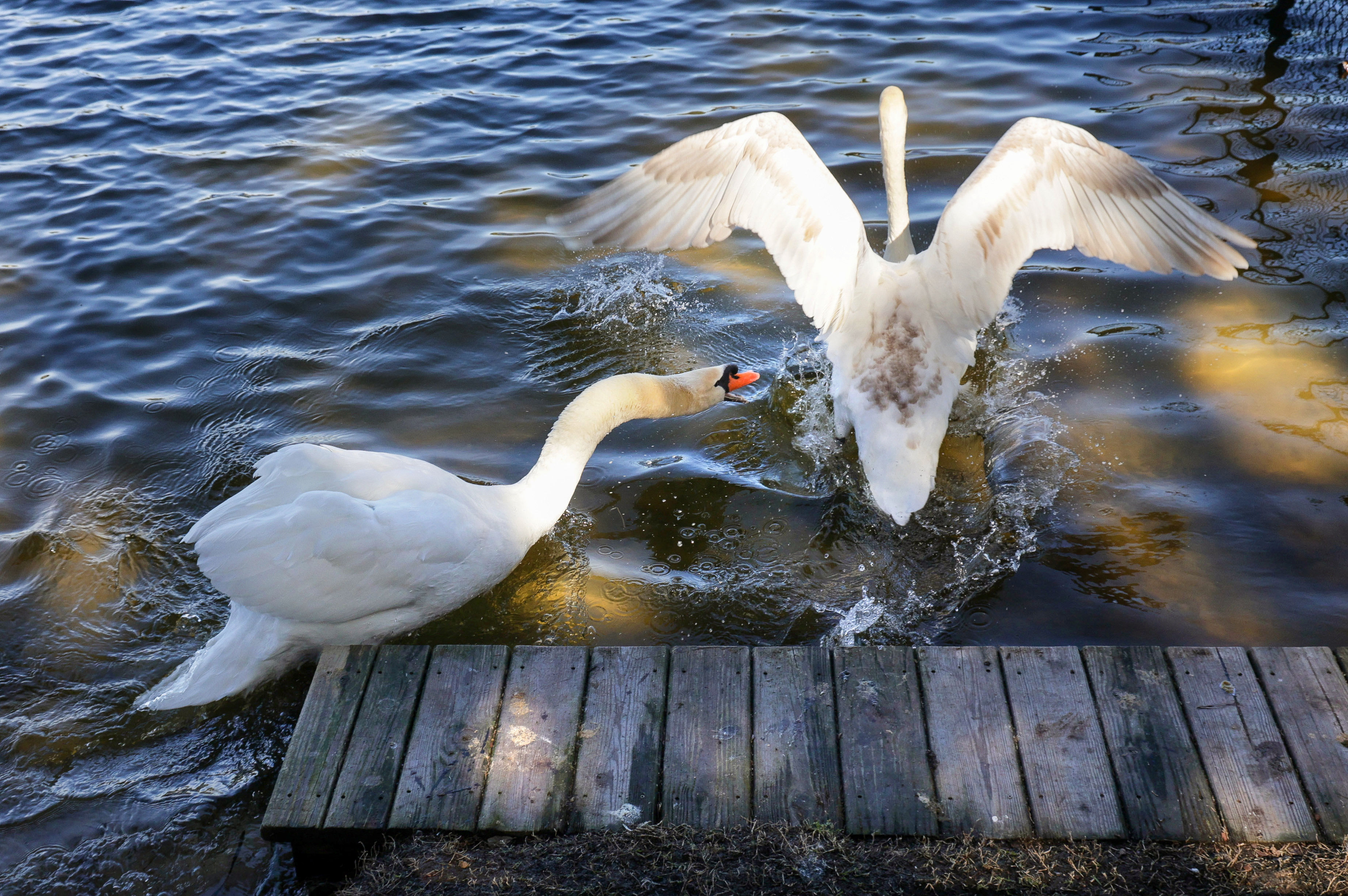 Un cisne mudo macho salvaje persigue a uno de sus polluelos a lo largo de la costa de la casa de Andrew Marshall en Orlando en el lago Copeland, el jueves 20 de enero de 2026. Marshall es un veterano defensor de los cisnes y el voluntario principal del programa de cisnes de la ciudad de Orlando. (Joe Burbank/Orlando Sentinel)