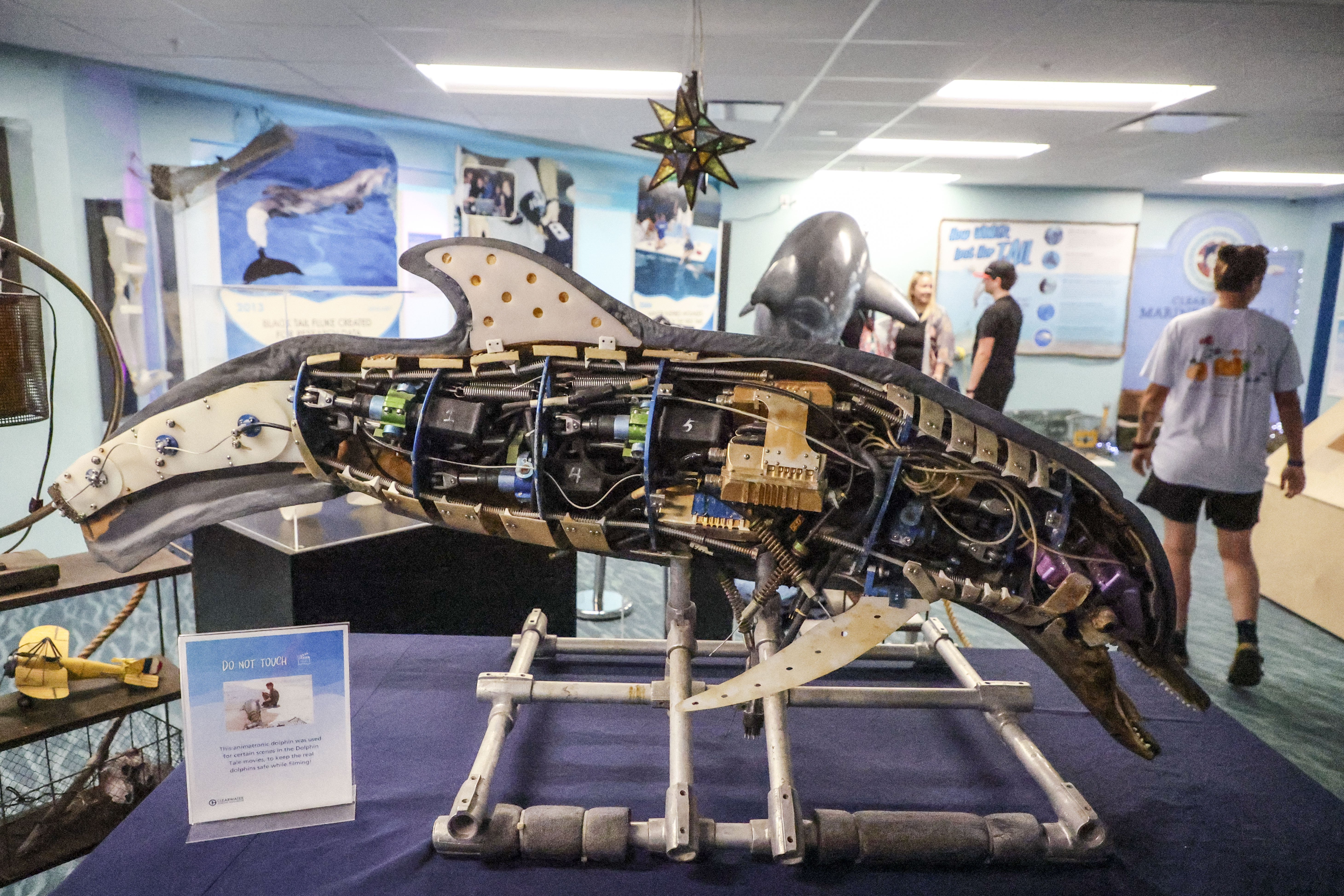 El animatrónico Winter utilizado en las películas Dolphin Tale (2011) y Dolphin Tale 2 (2014) se muestra a los visitantes en la exhibición Tales of Winter the Dolphin. (Douglas R. Clifford/TNS/Tampa Bay Times)