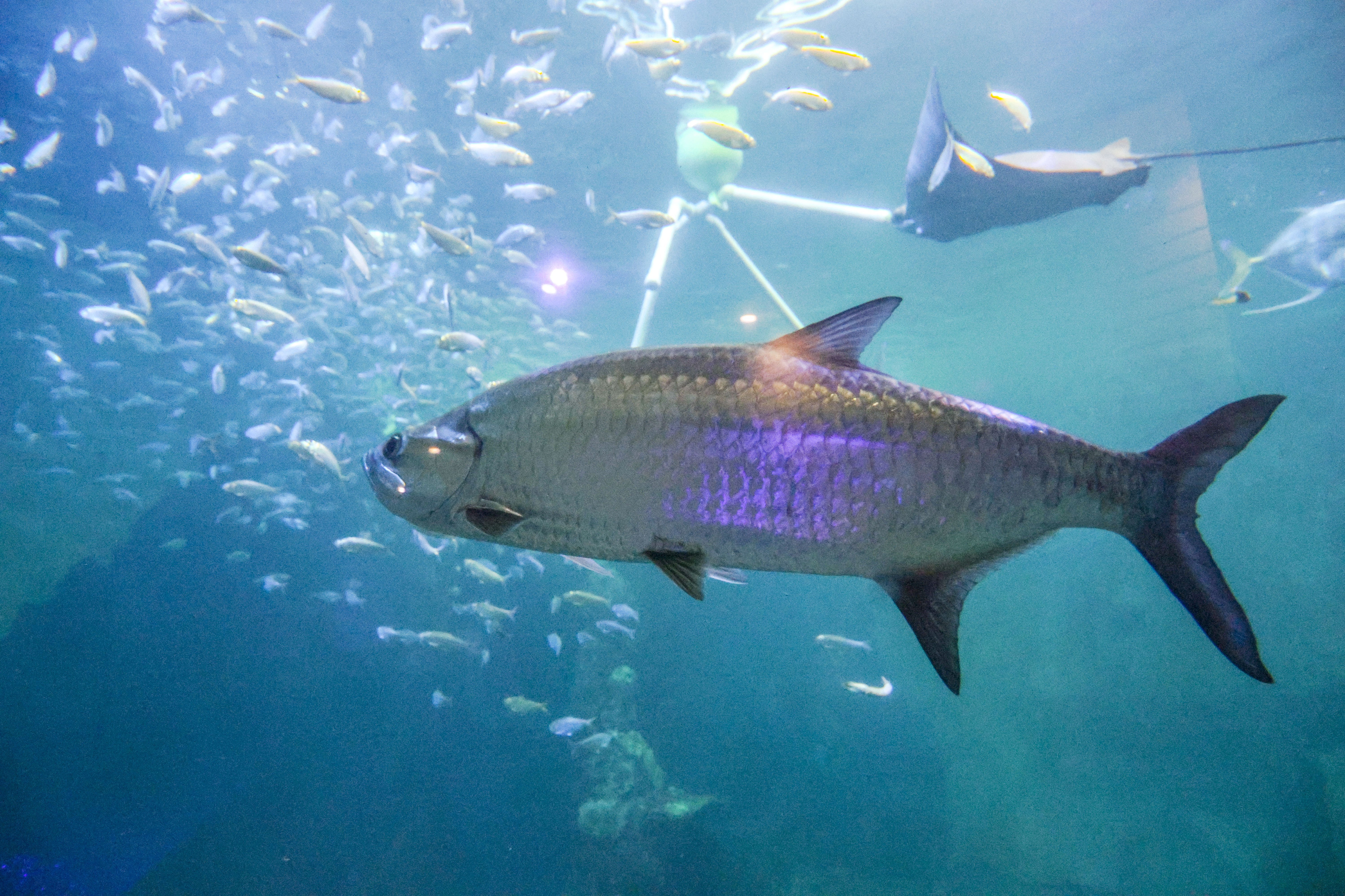 El Acuario Marino de Clearwater alberga más de 2000 animales, incluidas tortugas marinas, rayas, delfines y peces. (Douglas R. Clifford/TNS/Tampa Bay Times)