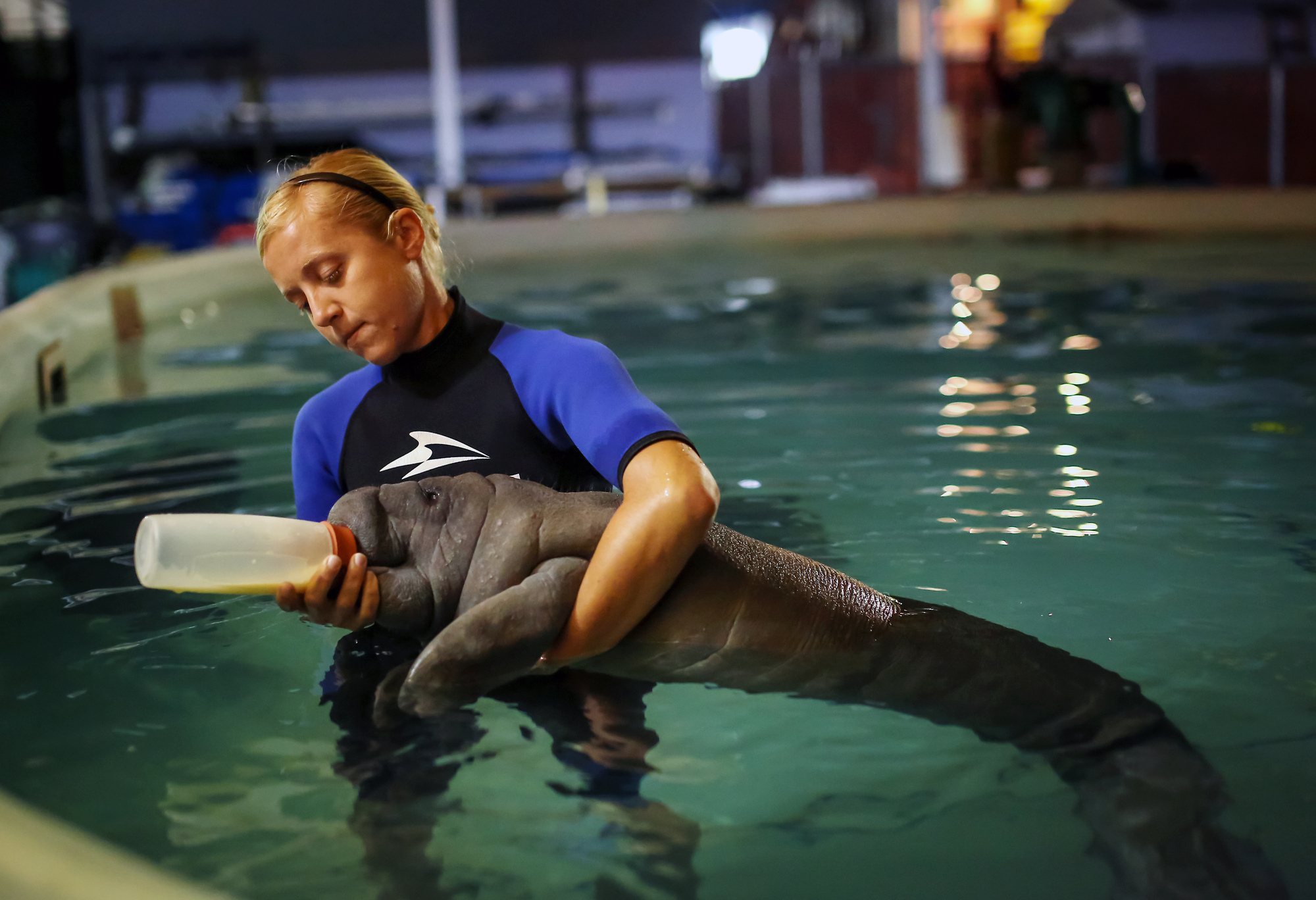 Jennifer Parnell, especialista en rescate de SeaWorld Orlando, alimenta con biberón y...