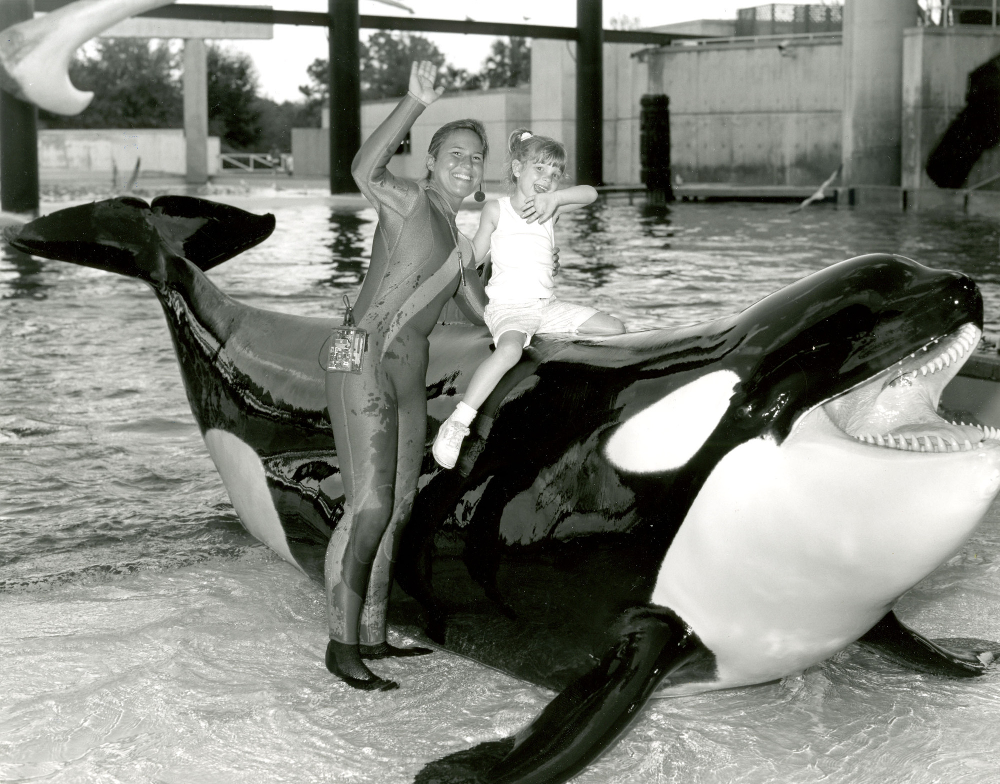 Sentado sobre 5,000 libras de orca, un visitante del parque saluda a la audiencia en el espectáculo de orcas de SeaWorld Orlando