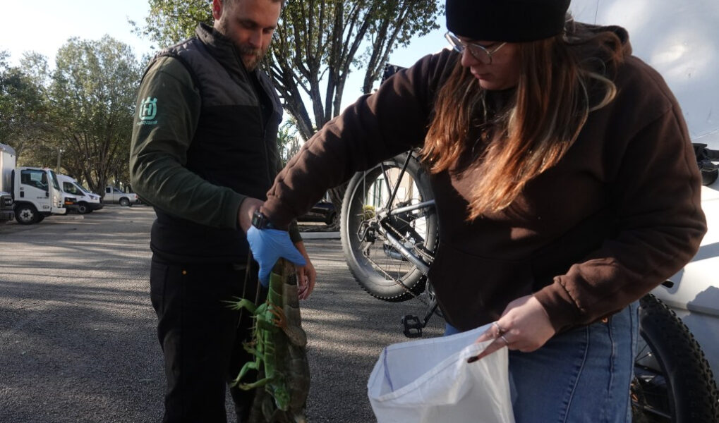 Se estima que 8.000 iguanas aturdidas por el frío fueron retiradas de partes de Florida