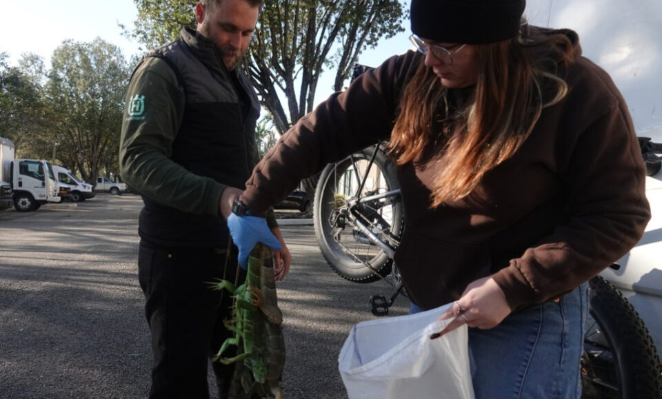 Se estima que 8.000 iguanas aturdidas por el frío fueron retiradas de partes de Florida