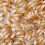 Termitas invasoras amplían su alcance en Florida y ponen en riesgo viviendas en todo el estado