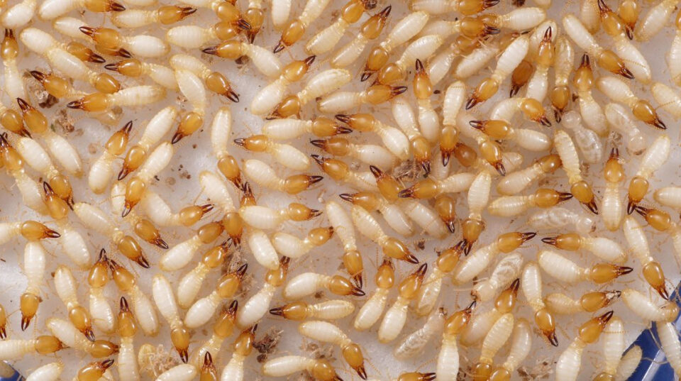 Termitas invasoras amplían su alcance en Florida y ponen en riesgo viviendas en todo el estado