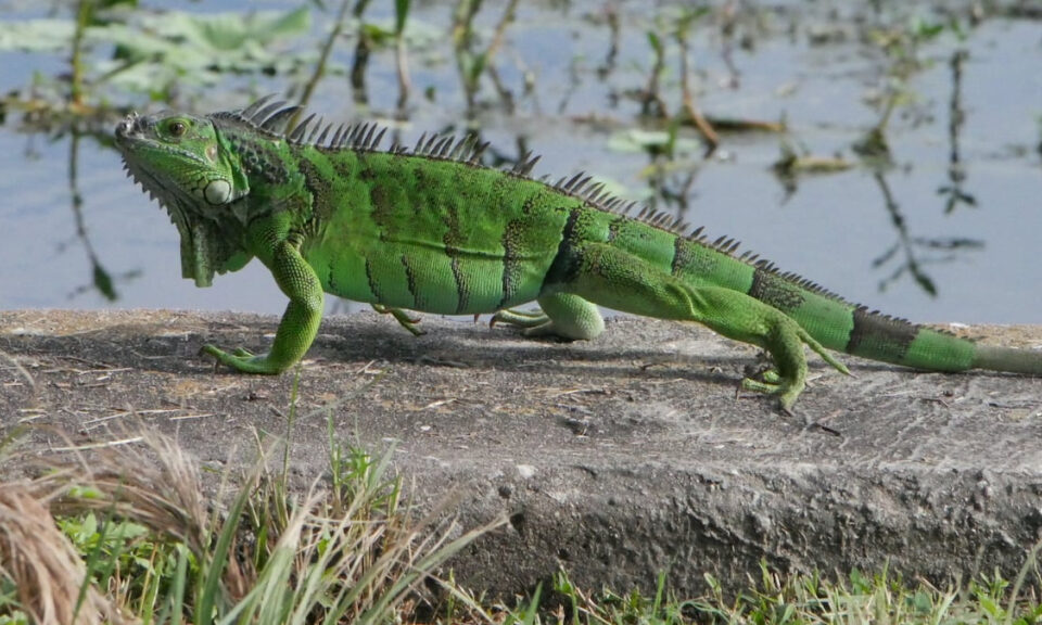 ¿Puedes comer las iguanas invasoras de Florida? Y otras preguntas