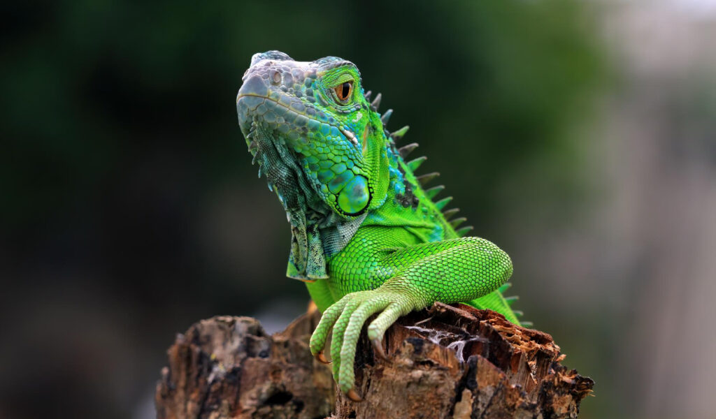 Capturaron más de 5.000 iguanas en Florida los primeros días de febrero