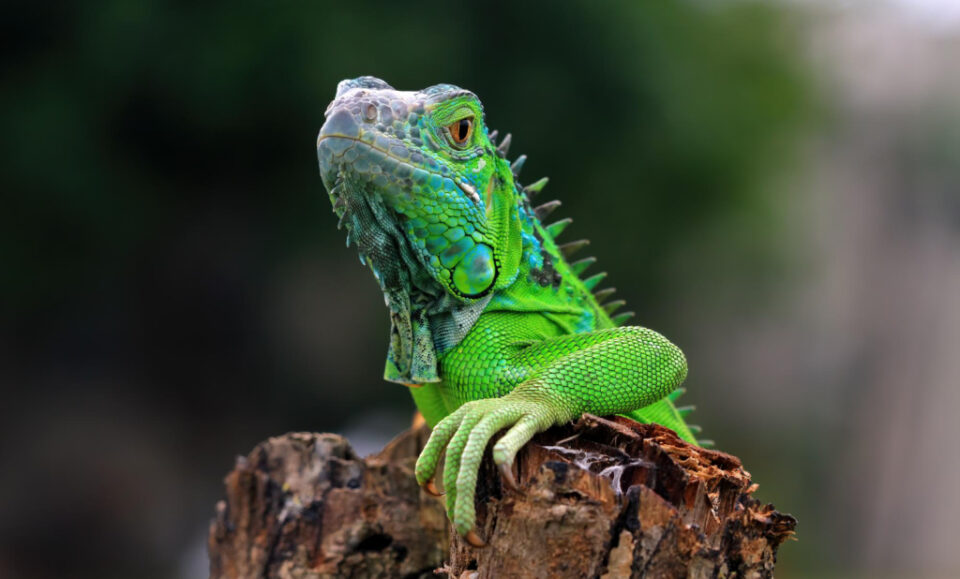 Capturaron más de 5.000 iguanas en Florida los primeros días de febrero